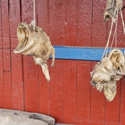 nordkap rundreise 2023_51